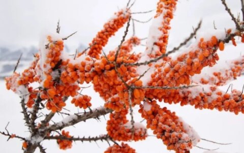 沙棘原浆的功效与作用有哪些？（沙棘原浆的功效与作用多少钱一瓶）