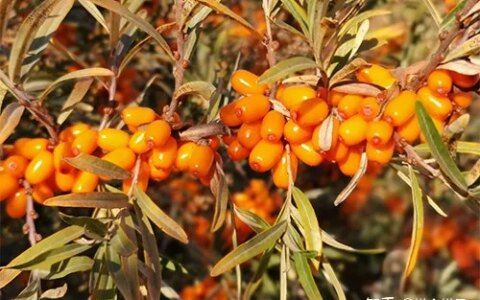 你绝对想不到，沙棘原浆对儿童还有这么多的好处！（小孩能喝沙棘原浆吗?）