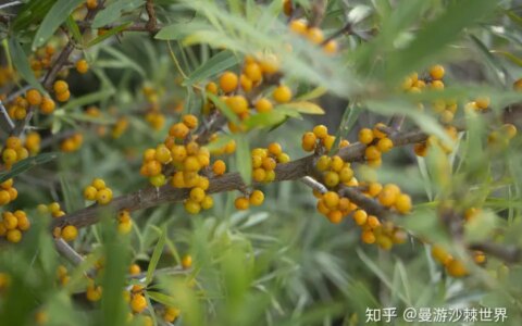 沙棘原浆的喝法知多少？哪些人群不适合喝沙棘原浆？（沙棘原浆有没有副作用）