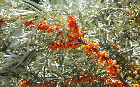 沙棘原浆那么好，是饭前喝，还是饭后喝？（沙棘原浆饭前还是饭后喝好）