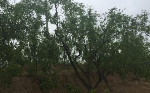 枣花蜂蜜的功效与作用?枣花蜜适合什么人喝?（枣花蜂蜜的功效与作用点是什么）