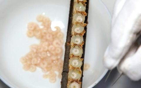 蜂王胎适合什么人群?蜂王胎的作用与功效及禁忌人群（蜂王胎的好处和坏处）