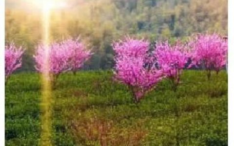 你买的茶叶正宗吗？ 使用地理标志证明商标的“正确姿势”-地理标识茶叶