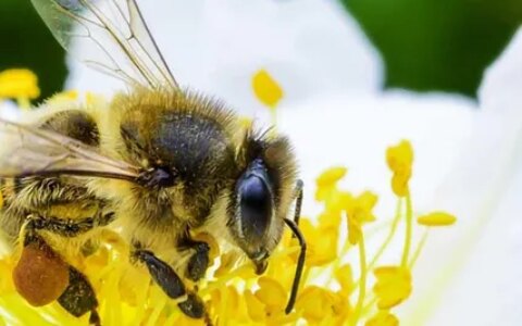 【联合国】世界蜜蜂日 5月20日（2021年世界蜜蜂日主题）