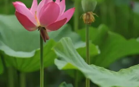 夏至的“无影之姿”，一年中最热的时刻已到来？（无影之中是什么歌）