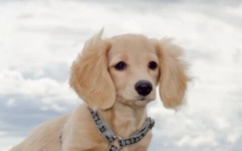 狗狗不来例假是怎么了？狗狗例假期间需要注意什么？-狗狗姨妈不来了怎么办