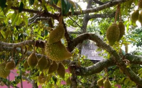 榴莲这么贵：它真的比其他水果更健康更有营养吗？（榴莲为什么这么贵,营养价值高吗?）