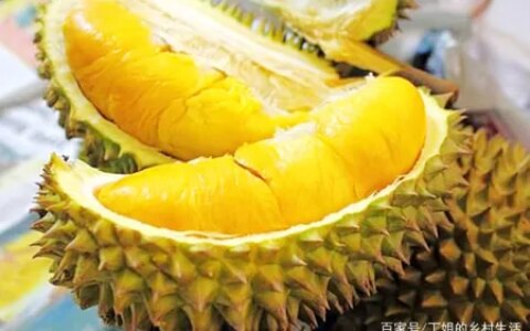 掌握榴莲5步种植技巧，让你吃到软甜的水果，做这4种美食真有口福（榴莲的种植方式）
