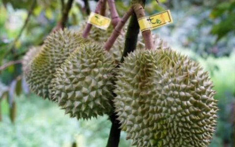 一棵树结果400多颗，榴莲为什么还那么贵？3个原因是关键，明白了（榴莲树为什么不结果）