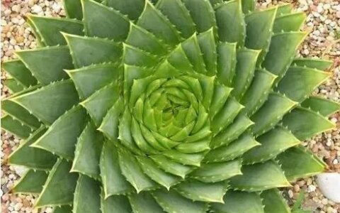 一些常见越养越值钱的花，养好了能卖钱，赚大了（越种越值钱的植物）