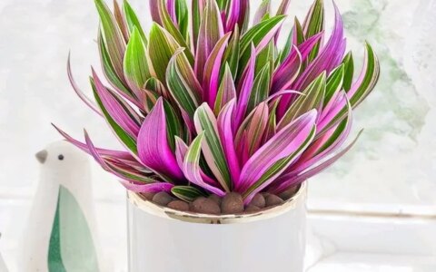 5种“贵族花”，连叶片都美爆了，随便拍张照片，就是一幅名画（贵族象征的花）