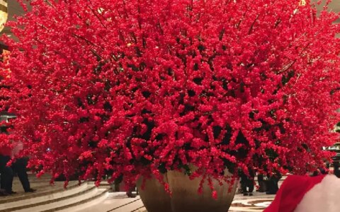 8种“贵族花”，实在太奢侈，动辄上千元，家里有矿才敢买（贵族服饰花纹）