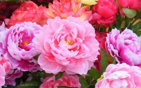 5种长寿花，天生“富贵命”，养它几十年，就是“传世宝”（名贵长寿花）