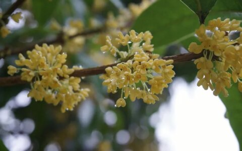 十种“富贵”花，庭院栽一棵，好养又吉祥！（富贵养花人断更）