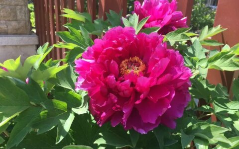 8种“富贵花”自带好运，花大优美，能养几十年，能值很多钱（富贵花都有哪些）