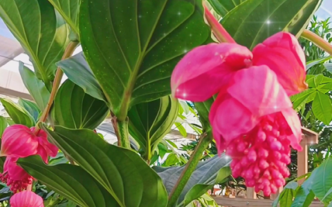 推荐四种适合家里养的名贵盆栽花卉，一盆花开，凝聚焦点的那种（适合家庭种植的花树）