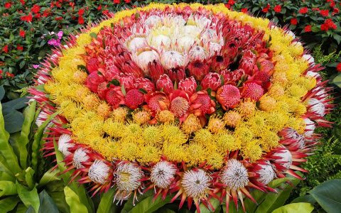 6种贵族花，巨大又神秘，凡人“养不起”，养花人“非富即贵”（贵族花有哪些）