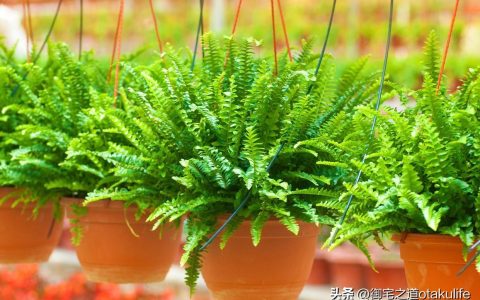 十大盆栽名贵花卉（十大盆栽名贵花卉有哪些品种名称）