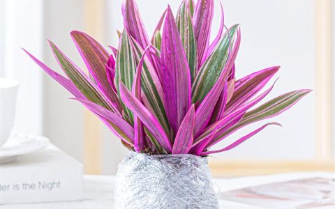 5种“贵族花”，客厅一放，耐荫又高档，美的油画一样（贵族花园图片）