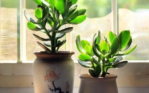 9种富贵花，就爱小花盆，小盆多晒晒，又美又“高档”（富贵花造型）