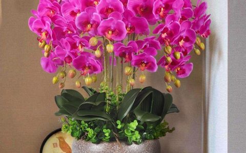 6种“贵族花”，花中“奢侈品”，动辄上千元，家里有矿才敢买（贵族花纹）