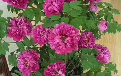 7种富贵花，好好对待它，养百年变“花树”，价值“大如金”（什么花是吉祥富贵花）