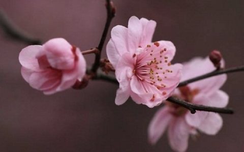 中国十大名贵花卉是哪些？考拉园艺网带你了解最名贵十种花卉（中国最贵的花排行榜第一名）