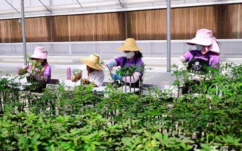 数字赋能高效农业 紫玉花卉盆栽玫瑰销路俏（紫玉花卉图片）