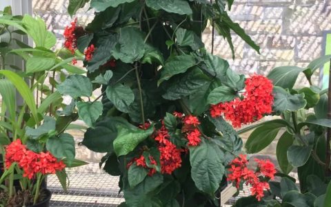 5种华丽的红花藤本花卉，适合盆栽养护，阳台党也能入手（红花藤是什么药）