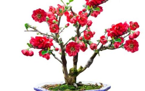 8种热门盆景花卉，盆盆高贵典雅、奇特艳丽，令人赏心悦目（盆景花树品种大全大图）