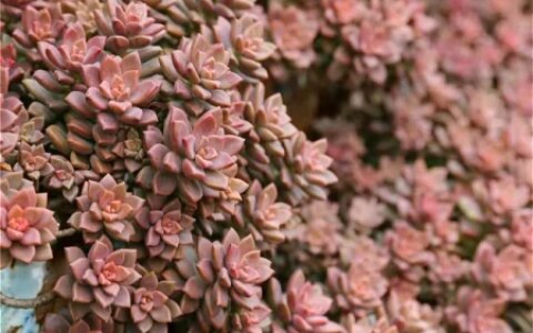 养多肉，别花大价钱买贵的，6种能养成花墙的大普货才是真香（花卉多肉植物怎么养）