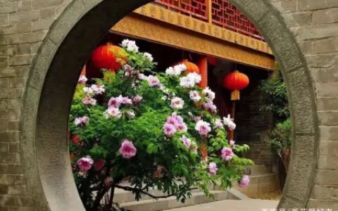 大户人家最爱养的十种花，家里养一盆，幸福又安康，日子节节高升（家里养什么花大气）