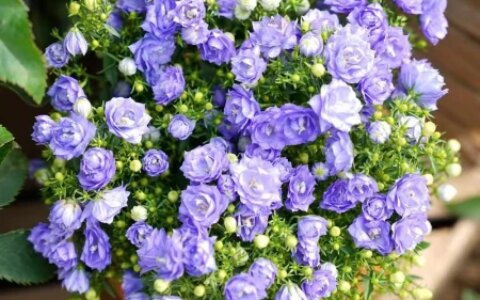 11种不为人知的“小众”花卉，盆栽养起来太美了，适合品位高的人（冷门好听的花名及花语）