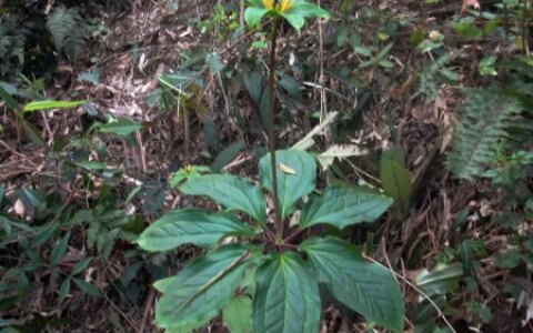 这2种野花，若你在山上有幸遇到，别犹豫，当盆栽养在家里好处多（山上有什么野花）