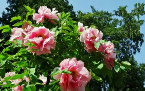 牡丹花是中国的十大名花之首，它的养殖也不一般（牡丹花是中国十大名花之一吗对吗）