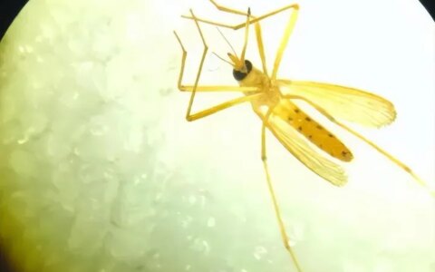 辽宁首次捕获4只金色蚊子，是属于黄色轲蚊，不吸血但依然要警惕-黄色蚊子是什么品种