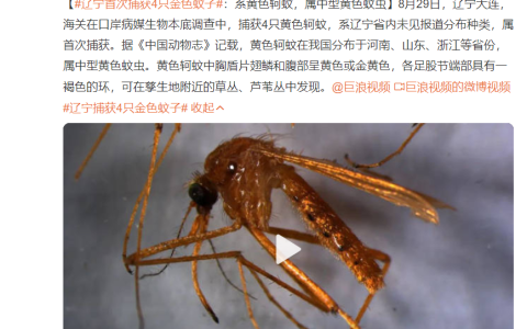辽宁首次捕获4只金色蚊子：通体金黄，”蚊中贵族”？对人体有害？-金色的小蚊子