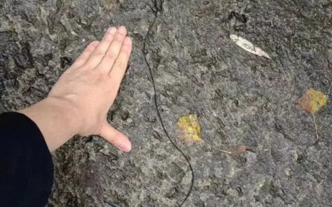 令人不安，成都青城山现大量不明线虫，专家：宿主或是马陆-青城山后山很吓人