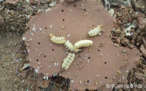 千足虫“袭击”各大小区，利福泰支招解决问题-千足虫开箱视频