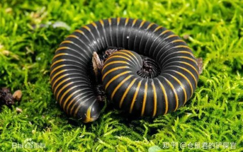 这是什么虫子阿？-这是啥虫子?