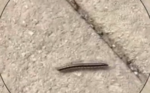 成都升温千足虫满街爬 千足虫出没该如何应对-千足虫成灾怎么办