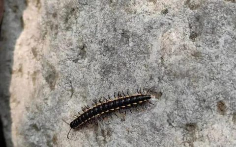 成都街头千足虫横行？别怕，不咬人，该小心的其实是它们-千足虫成虫图片