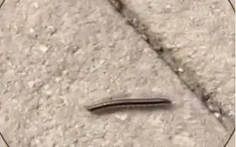 成都市区千足虫满街乱爬，引市民恐慌，为何虫子突然大量出现？-成都的小黑虫子