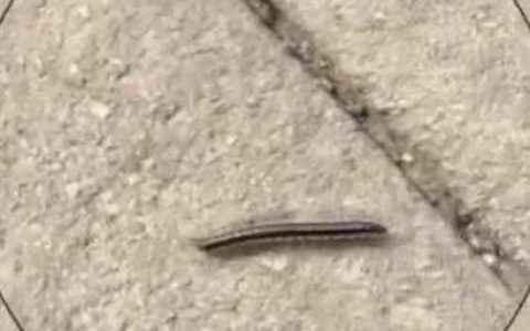 成都街头爬满黑色虫子，专家称是千足虫，网友：跟地震有关系吗？-成都的小黑虫子