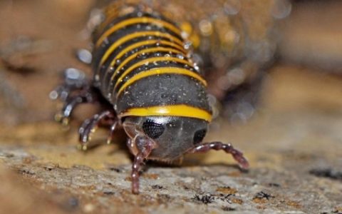 惊！成都街头出现千足虫大批量爬行，背后的危险你知道吗？-千足虫突然出现很多