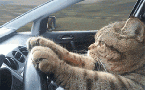 好消息！福州人的驾照新功能即将上线！-福州考驾照流程及时间安排图