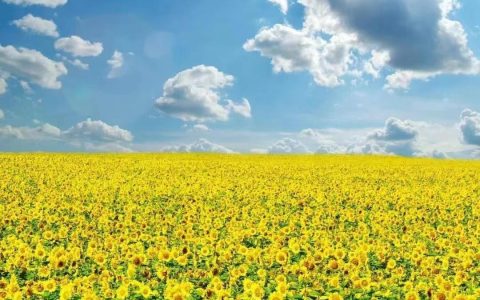 小学生被撞身亡，妈妈跳楼了-小学生冲出来被车撞责任