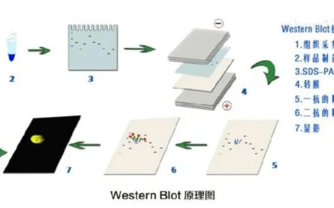 ECL发光液：Western blot检测化学发光底物(ecl发光试剂盒)