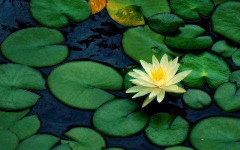 莲花的功效与作用（莲须的药用）