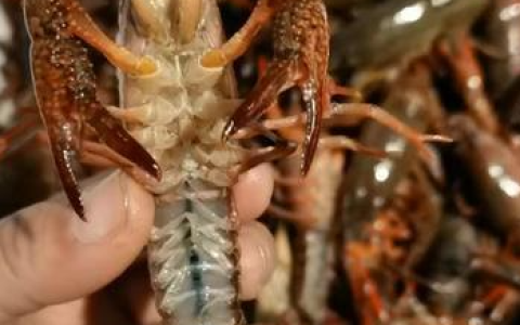 “小龙虾旺季”来临，价格日渐亲民每斤比往年便宜四五块